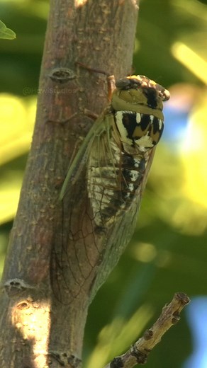10K views · 166 reactions | Cicada Making Loud Noise WincentiNyZN #nature #insect #wildlife | HAWI Studios | Facebook