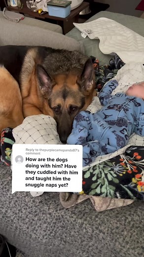 German Shepherd Dog and Newborn Baby Adorably Interact