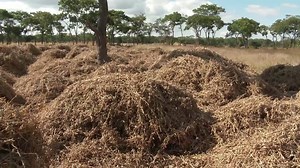 𝐌𝐒𝐈𝐍𝐉𝐄 𝐀𝐆𝐑𝐎 𝐒𝐎𝐋𝐔𝐓𝐈𝐎𝐍𝐒 on Reels