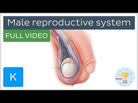 FULL VIDEO: Male reproductive system - Human Anatomy | Kenhub