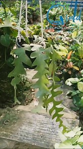 Life is too short, buy more houseplants. 🪴 . . . . . . . . . . #offer #cloudforest #plants #nature #flowers #plantsofinstagram #garden #plant #plantsmakepeoplehappy #green #gardening #houseplants #environmentday #flower #environment #plantlover #love #indoorplants #succulents #urbanjungle #cactus #art #plantlife #beautiful #photooftheday #plantas #plantstagram #homedecor #flowerstagram #sprinting | Cloud Forest