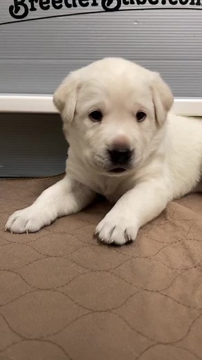 When puppies get camera shy 🙈🥰🐾 #labradorretriever #labrador #woof #dogmom #labradorlover #paws #pets #doglife | Life With Labradors