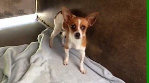 5.9K views · 495 reactions | RESCUED by No Stray Left Behind ATTACKED...