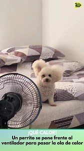 🥵QUE CALOR, QUE CALOR TENGO... 🐶La ola de calor también afecta a las mascotas y este perrito buscó la forma para mantenerse fresco. 🌡Según mostró su dueña en las redes sociales, se pone frente al ventilador arriba de la cama y se refresca ante la ola de calor. ❤️El video se viralizó y muchos comentaron cómo sus mascotas pasan las altas temperaturas.. Video TikTok: @linacardona1 #viral #calor #perros #lamúsicanosune #miafm | Mía FM