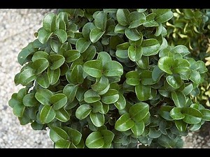 Garden Answer: Wax Leaf Ligustrum