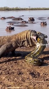 11K views · 69 reactions | Komodo Dragon Eating | Big-Man Gorilla | Facebook