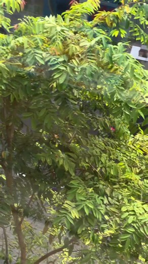 @xblondaholik 🚉 Exploring the city in North Star!​ Style and sempoi!​ ​​ Shop North Star 75th Anniversary Limited Edition from Sneaker Fest 23 at Bata stores and www.bata.com​​ ​​ #BataShoes #BataMalaysia #BataSneakerFest #MyNorthStars​​ shot by: @weitzen​ North Star sneakers: https://www.bata.com/my/north-star-women-sneakers-521D_055201064529W.html?dwvar_521D__055201064529W_color=WHITE PURPLE | Bata