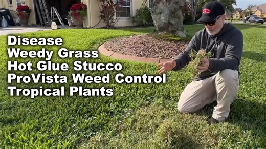 Winter Lawn Tour showing you all the challenges I am having in my lawn PLUS -- ProVista Weed Control mix, Hot Glue on Stucco and a whole lot more. #lawncare | The Lawn Care Nut - Allyn Hane