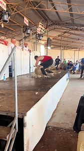 $2500 sheep 🫣 #speedshear Koen Black | Shearing Industry Culture