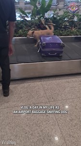 15K views | Lorenzo is definitely hoping to sniff out some ‘doggy treats’  | SLICK SLIME SAM | Facebook