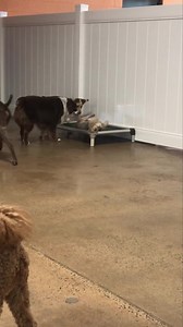 Ace scratching his back 🥺 | Bark Lodge