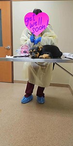 21K views · 66 reactions | UPDATE 2: Doctor just called. Lime is...