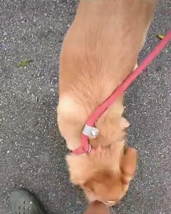 8.3K views · 477 reactions | Meet Piper! This adorable ball of energy...