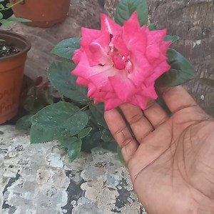 Imagine the Smell of this Pink Beauty Every Morning. It can be yours for only $85 Call or WhatsApp to Order 339-4143 | IDream Plant Emporium