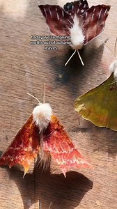 Luna moth butterfly es 🦋 #shortsreels #viralreelschallenge #viralfacts #viralvideochallenge #science #funnyreels #sciencevideo #facts #viral #trending | Curion Yt