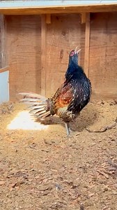 Chicken x Pheasant hybrid rooster crowing | Wild BIRDS