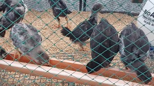 The chicks at the brooder cages | Philippine Native Chicken | Facebook