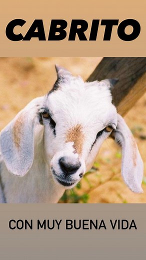 ¿Así vale o tengo que disfrazarme? 😝 • #Cabra #Goat #Bombero #Fireman #Firefighter #FireTruck #Firerescue #Fuego #Animal #AnimalLover #Gym #Gimnasio #Ejercicio #Deporte #Rutina #Abs #Abdominales #Cuerpo #Gay #GayEspaña #GayMadrid #GayBarcelona #GayValencia #Hombre #Man #Boy #Risas #Comedia #Humo r | Roi