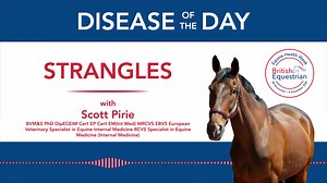 It may be Strangles Awareness Week, but do you know how to spot the signs of the disease? In a throwback to last year's Equine Health Week, check out this video from vet Scott Pirie from our Equine Infectious Disease Advisory Group. In it, he explains how the disease is spread, what its symptoms are and the treatment options if your horse becomes infected 👇 | British Equestrian