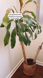 Plant Hack | India Gardening