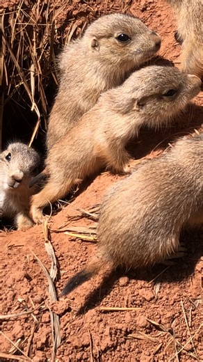 The Babies are finally out! Not much is cuter than these baby Prairie Dogs! | Reptile Gardens
