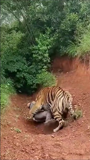 Tiger Attacks Man in Seconds 😱 | Shocking Wildlife Video
