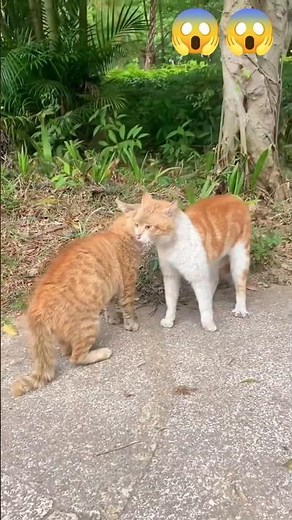 EPIC CAT FIGHT: Most Intense Street Battle Ever Caught on Camera! 🐾🔥