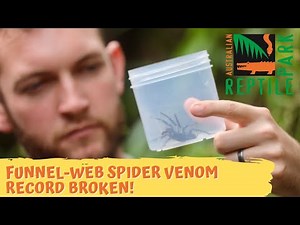 Funnel-web spider venom record broken! | Australian Reptile Park