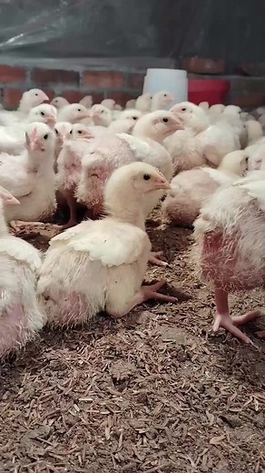 Broiler chicken #Pakistan | Pakistan Poultry Farming