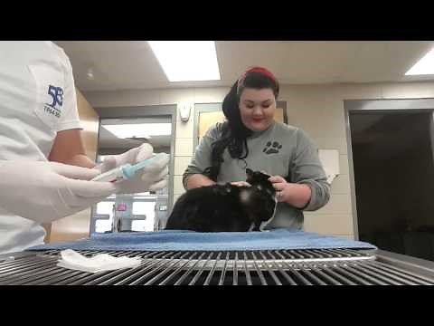 Enema Administration