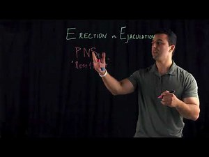 Erection vs Ejaculation