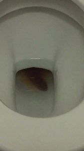 That's Not a Snake, That's a Poo! - Snake calls that didn’t end up being Snakes! 😂 🤦‍♂️ Over the years we have had some of the most hectic and adrenaline pumping calls… however these are the opposite to that, where people have mistaken an object for a snake and called us to relocate them! This can happen and it is better to be safe than sorry, however these are our favourite calls that have ended up not being snakes. Ps: Make sure you watch to the end 🤣 It involves a “Brown” Snake in a toilet