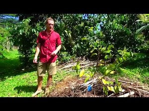 Kauai Food Forest Row #4