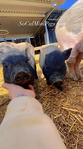 We have some solid black piglets on sale for $250! Boys and girls! They aren’t all listed on the website, so be sure to reach out if you’re interested!! SoCalMiniPigs@icloud.com or 951-505-7284 #miniaturepig #minipig #piglets #sandiego | socalminipigs.com