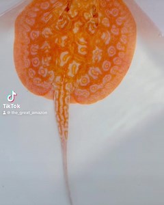 Yummy yummy female ❤️ | The Great Amazon