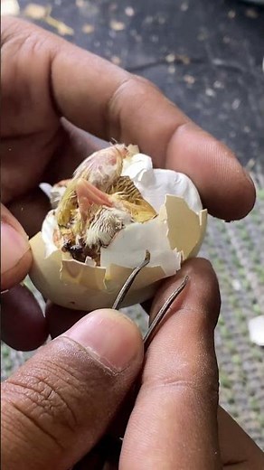 Help to hatch stuck baby chicken hatching