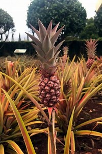 Pineapples on parade! 🍍😍🍍 | Dole Plantation
