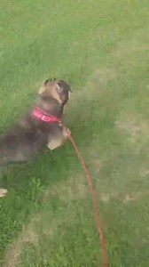 Our daily slice of Gingerbread waiting for an application where she can be the only dog, meanwhile she’s having lots of attention by the staff. dogranchrescue.com | Lone Star Dog Ranch & Dog Ranch Rescue