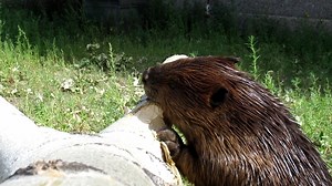 Listen to the noise this beaver makes as it chews through this poplar. Very efficient work. The camera is a little shaky because I was reaching with my camera to try to get an interesting angle. I am pretty sure this video was taken just a minute before the other video I posted today (when the beaver flips over the tree). | Mike’s photos and videos of beavers