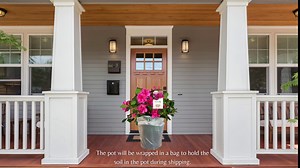 5 Gallon Encore Azalea 'Rouge