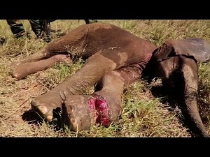 Critically Injured Elephant Calf Rescued By Wildlife Trust