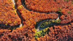 Curved Road Trough Autumn Forest