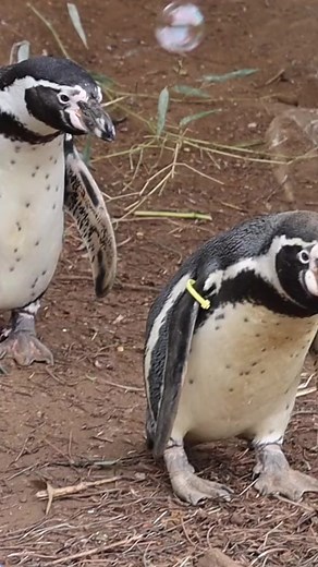Your daily dose of penguins being confused by bubbles 🐧 #penguins #cute #animals #animals #cuteanimals #safaripark #woburnsafari | Woburn Safari Park