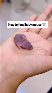 How to feed baby mouse 🐭 #trending #viral #babymouse #mouse #rat #feeding #tiny