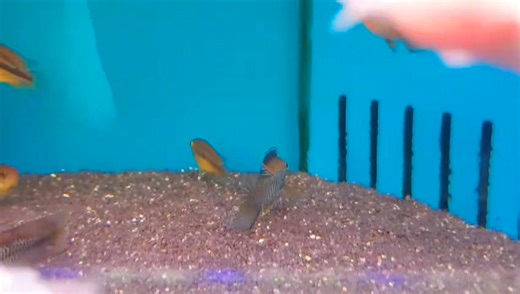 14 reactions | The stunning Golden -Eyed Dwarf Cichlid ( nannacara...