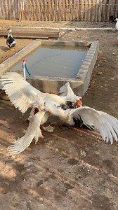 Angry duck 🥵 #muscovyduck #angryduck #farmlife #animalcare #farming | Dugo Prasojo
