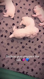 Bichon-poo puppies for sale 💕💙 DM me if interested #puppylove #puppiesforsaleinflorida #bichon #poodlemix | Victoria Sheppard