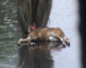 Baboons are extremely resourceful and will eat almost anything and they can also hunt. They will capture small mammals and birds opportunistically including rabbits and small antelope lambs. #AfricanBushKingdom KNP 🇿🇦 | African Bush Kingdom