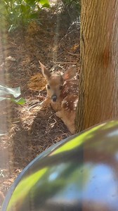 Outside our patio window this morning. | Scott Walker