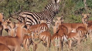 Her offspring of impala foraging in the African Bush Kingdom #safari #travel #wild #wildlife #nature #animal #reelsfb #reelsviral #reels #video #500k #viralpage #life #viral #virals | African Bush Kingdom